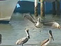 Royalty Free Stock Video HD Footage Pelican  | BahVideo.com