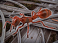 Can Ants Solve Traffic Jams  | BahVideo.com