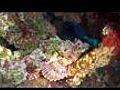 Scuba Diving In Cozumel Mexico | BahVideo.com