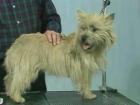 How to Hand strip the Back - Cairn Terrier | BahVideo.com