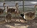 Chicken Adopts Baby Ostriches | BahVideo.com