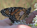 News: Monarch Butterflies Tagged for Trip South (9/25) | BahVideo.com