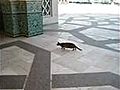 Un chat chasse pigeon | BahVideo.com