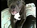 My pitbull talks too much  | BahVideo.com