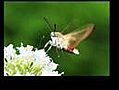 moro sphinx ou papillon colibri  | BahVideo.com