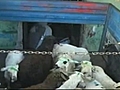 The Great Sheep Robbery | BahVideo.com