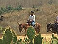 Wilderness Ridge Mule Ride | BahVideo.com