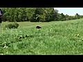 Futterdummy Preydummy Hund Apportieren beibringen | BahVideo.com