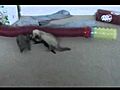 Play Time with the Ferrets  | BahVideo.com