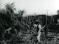 South Sea Islanders Cutting Cane 1899  | BahVideo.com