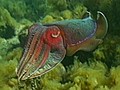 Amazing Fish Changes Its Stripes | BahVideo.com