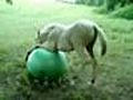 Il Cavallo e La Palla | BahVideo.com
