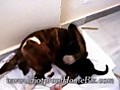 Boxer Dog Nursing a Kitten | BahVideo.com
