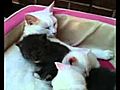 Kittens breast feeding | BahVideo.com