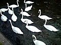 British Swans Video from Salisbury Lake  | BahVideo.com