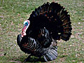Revenge of the turkeys | BahVideo.com