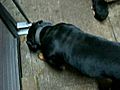 puppies after eating 2 | BahVideo.com
