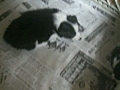 ボーダーコリー子犬　６月１日生まれ 07/10撮影 | BahVideo.com
