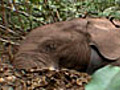 Elephant at Risk | BahVideo.com