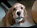 Cocker Spaniel Mix Puppy music by Jesse Guberman  | BahVideo.com