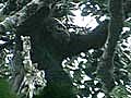 World s Rarest Ape Caught on Video | BahVideo.com