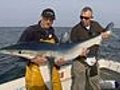 Blue shark fishing | BahVideo.com