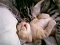 Momma Cat Hugs Kitty | BahVideo.com