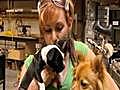 MythBusters Zombie Dog | BahVideo.com