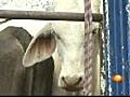 El maltrato animal | BahVideo.com