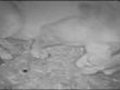 VIDEO Lion cubs birth caught on CCTV | BahVideo.com