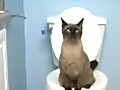 Toilet Train Your Cat | BahVideo.com