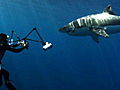 Shark Week Diving With Great Whites | BahVideo.com