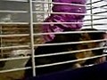 Hersey the Hamster Oh So Sweet  | BahVideo.com