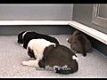 13 days old Pupies Litter B | BahVideo.com