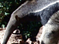 News Zoo Logic Giant Anteater | BahVideo.com