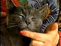 So Your Cat Wants a Massage | BahVideo.com