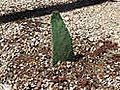 How to Grow a Prickly Pear Cactus in the Desert | BahVideo.com