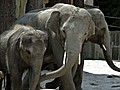 ARD-exclusiv Die Elefanten-WG | BahVideo.com