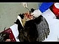 Wild Turkey Hunting video 3 of 11removing wings tail | BahVideo.com