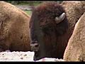 Bison At The Bronx Zoo | BahVideo.com