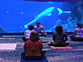 Yoga with belugas | BahVideo.com