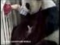 Giant panda tiny babies | BahVideo.com