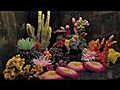 Tropical Animal Garden | BahVideo.com