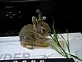 Tiny Bunny | BahVideo.com
