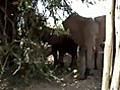 Elephant Outside Our Room At Royal Zambezi  | BahVideo.com