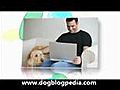 Dog Blog Dog Training Dog Names | BahVideo.com