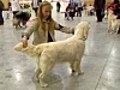 Pr parer son chien un concours de beaut  | BahVideo.com