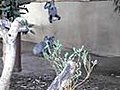 Baby Koala Learns How To Climb | BahVideo.com
