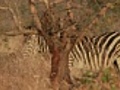 Zebra Walking | BahVideo.com