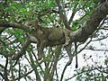 Tree Climbing Lions of Uganda | BahVideo.com